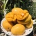 大量批发圣德龙芒果