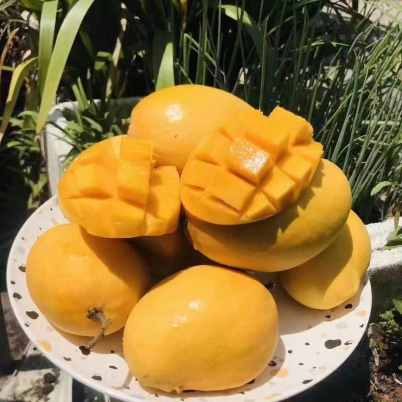 大量批发圣德龙芒果