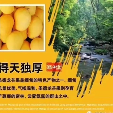 大量批发圣德龙芒果