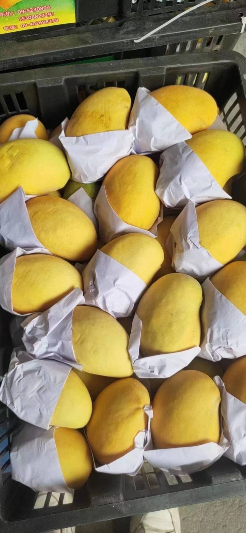 大量批发圣德龙芒果