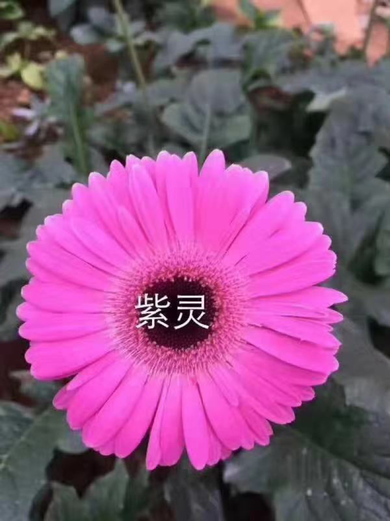 非洲菊花苗扶郎花苗菊花苗切花种苗盆栽种苗