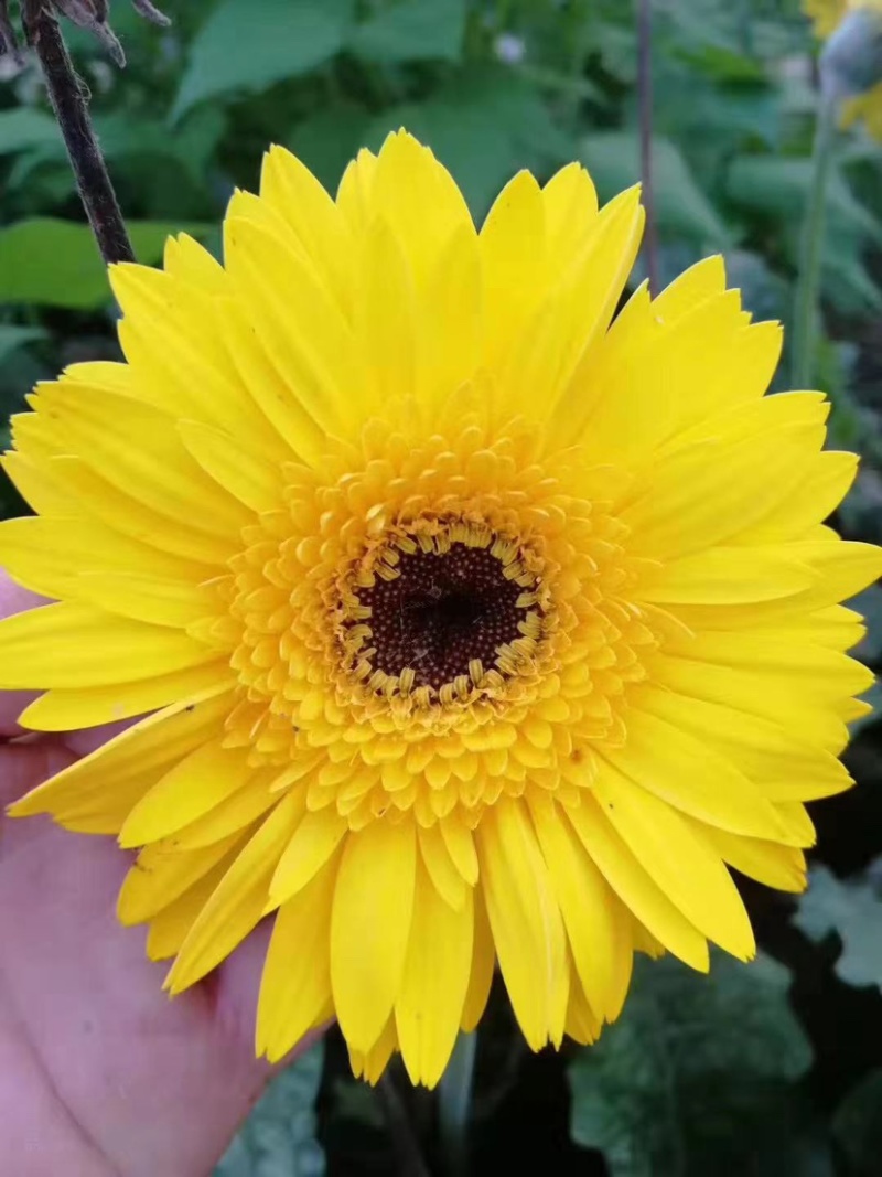 非洲菊花苗扶郎花苗菊花苗切花种苗盆栽种苗