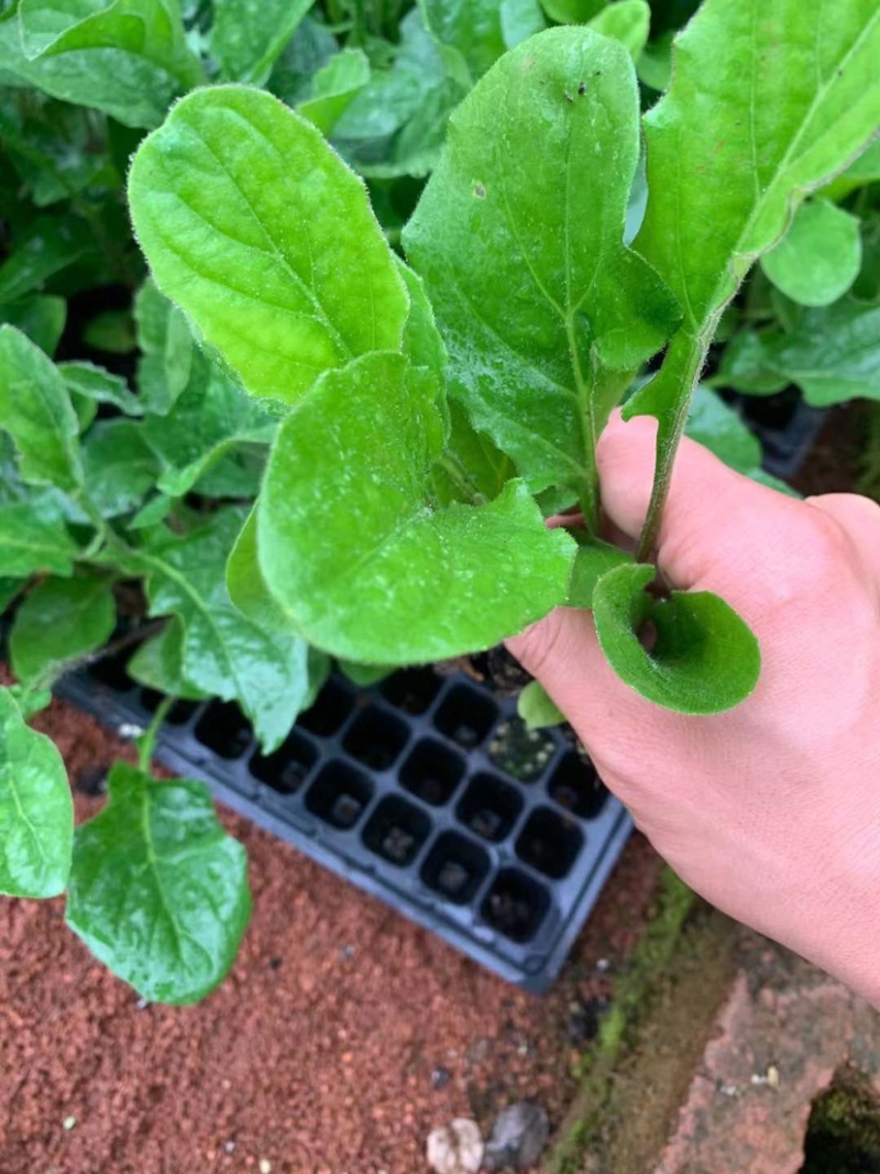 非洲菊花苗扶郎花苗菊花苗切花种苗盆栽种苗