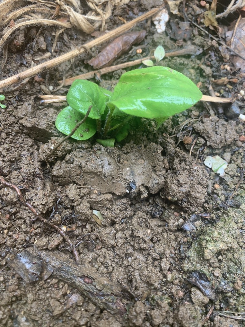 非洲菊花苗扶郎花苗菊花苗切花种苗盆栽种苗