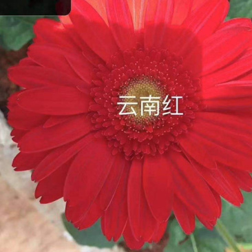 非洲菊花苗扶郎花苗菊花苗切花种苗盆栽种苗