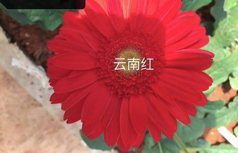 非洲菊花苗扶郎花苗菊花苗切花种苗盆栽种苗