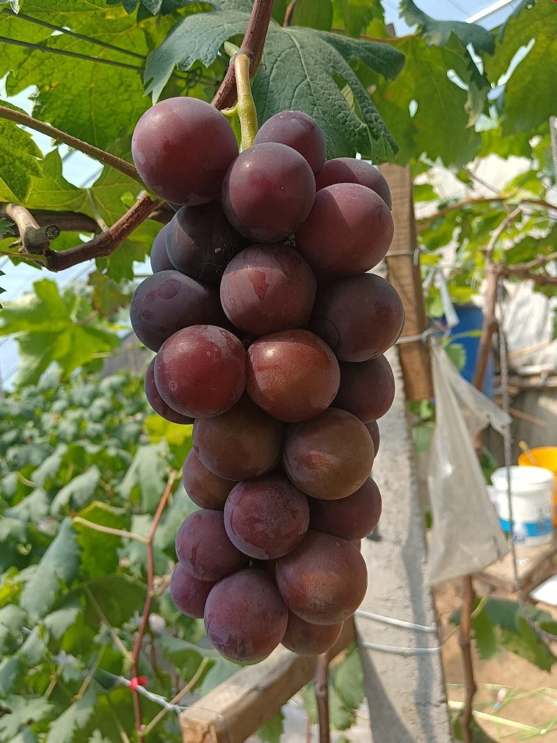 葡萄粒大口感甜颜色好
