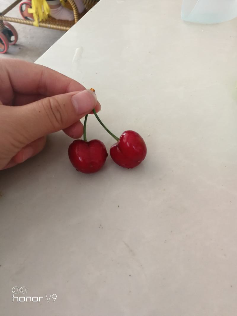 樱桃5~10mg大片樱桃园产地货源精品