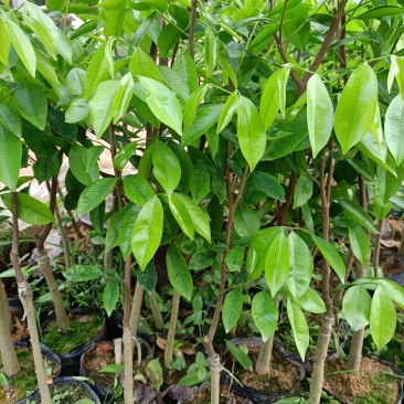 奇楠沉香嫁接苗