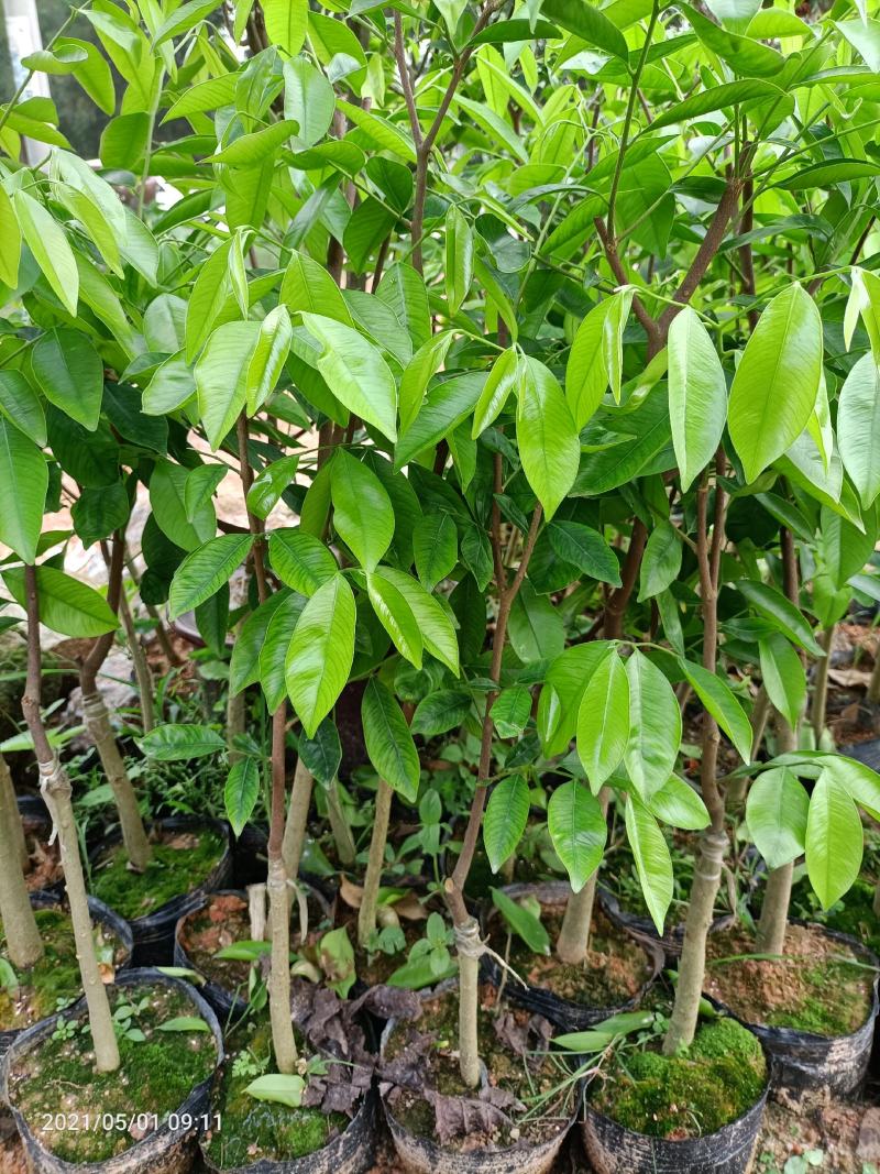 奇楠沉香嫁接苗