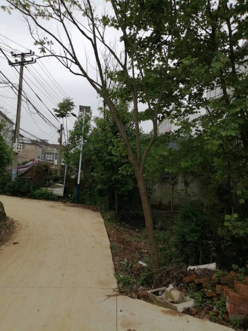 栾树