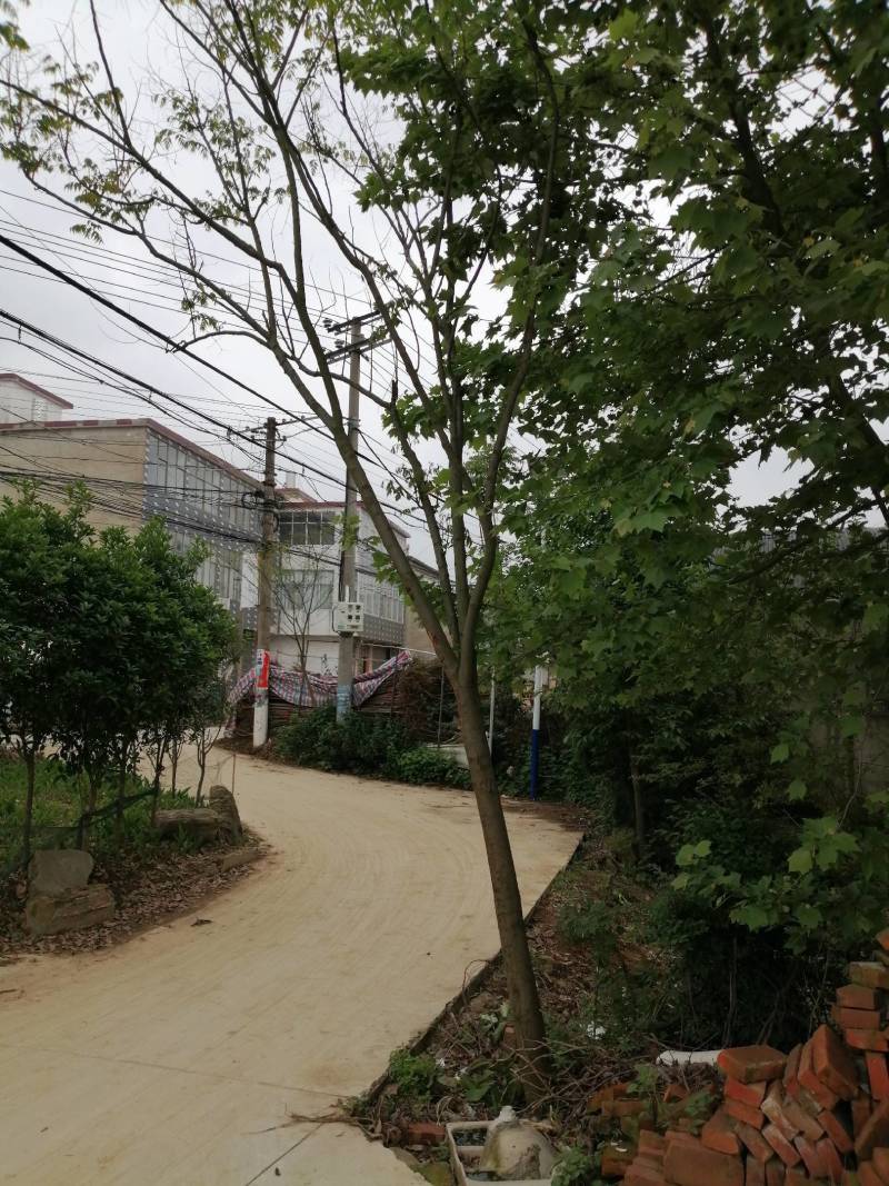 栾树