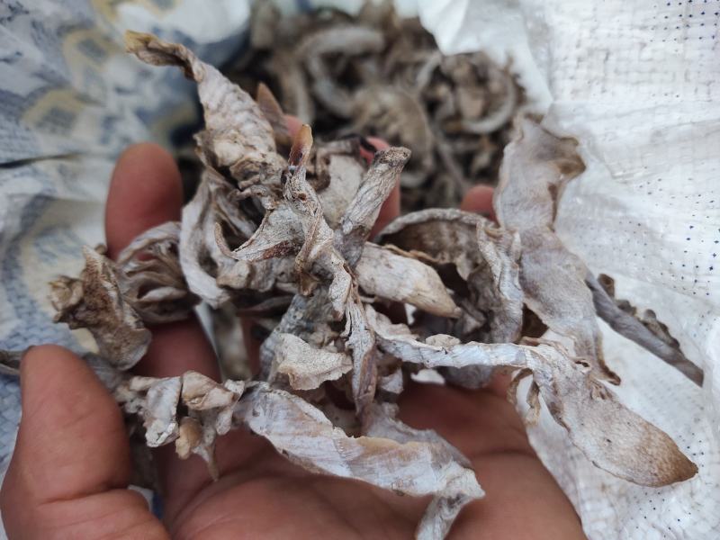 笋子，玉兰片，盐竹笋，笋片儿，
