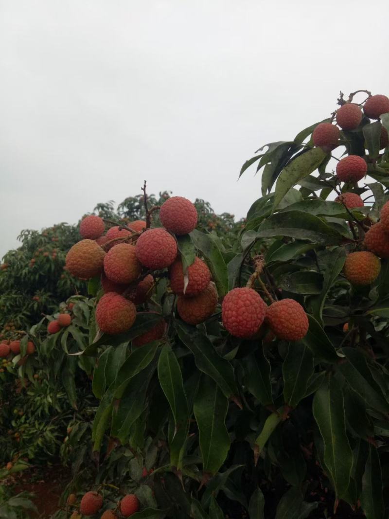 荔枝