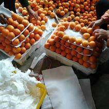 正宗金太阳杏子，优质无公害，产区几万斤杏子，颜色好。
