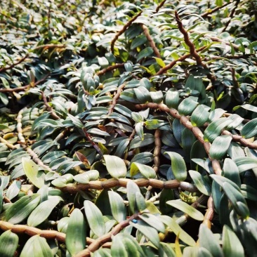 铁皮石斛英茂品种铁皮特粗条