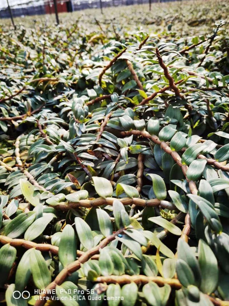 铁皮石斛英茂品种铁皮特粗条