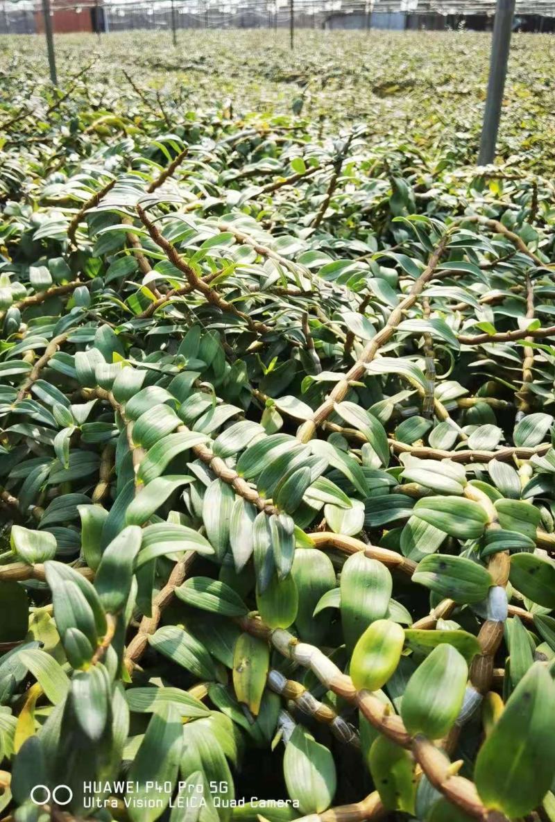 铁皮石斛英茂品种铁皮特粗条