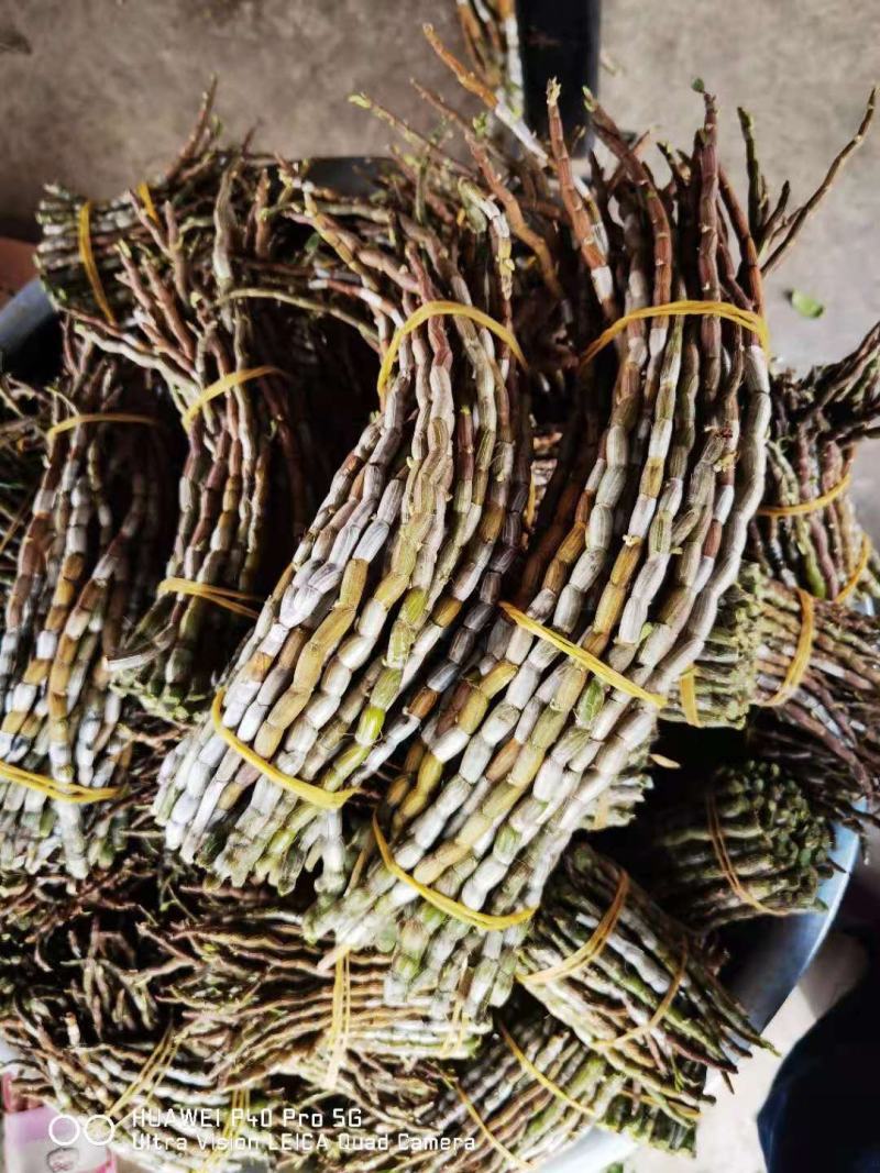 铁皮石斛英茂品种铁皮特粗条