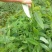 土茯苓苗批发，有基地种植
