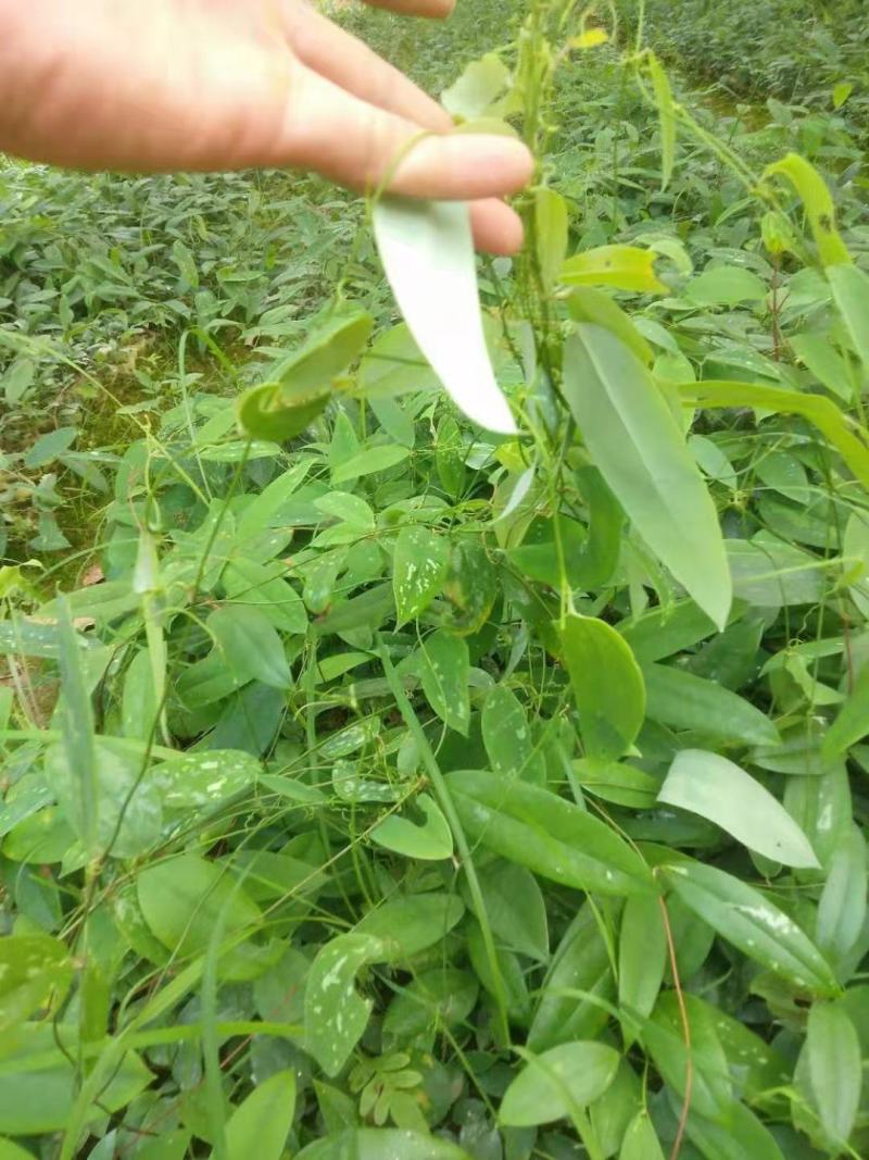 土茯苓苗批发，有基地种植