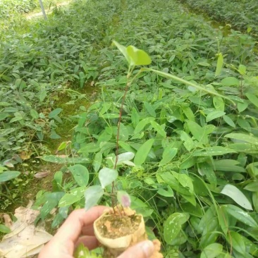 土茯苓苗批发，有基地种植