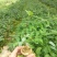 土茯苓苗批发，有基地种植