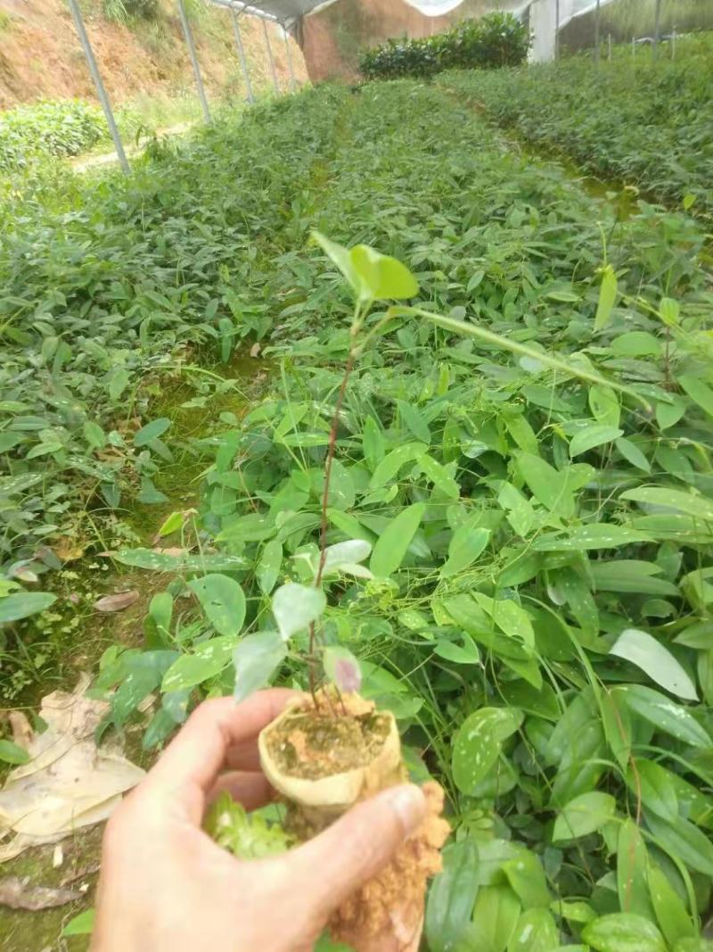 土茯苓苗批发，有基地种植