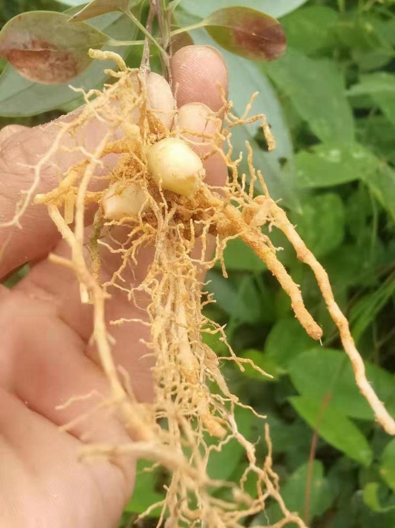 土茯苓苗批发，有基地种植