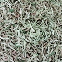 金银花干货一级精品，批发零售，需要的话可以联系我们133