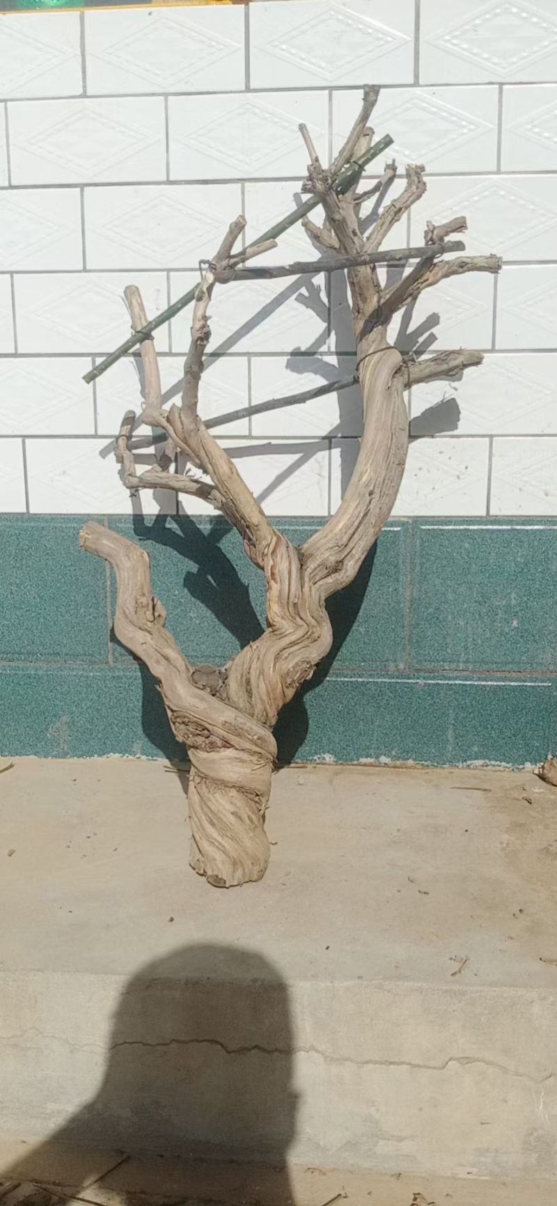 金银花干枯老桩～工艺品走起