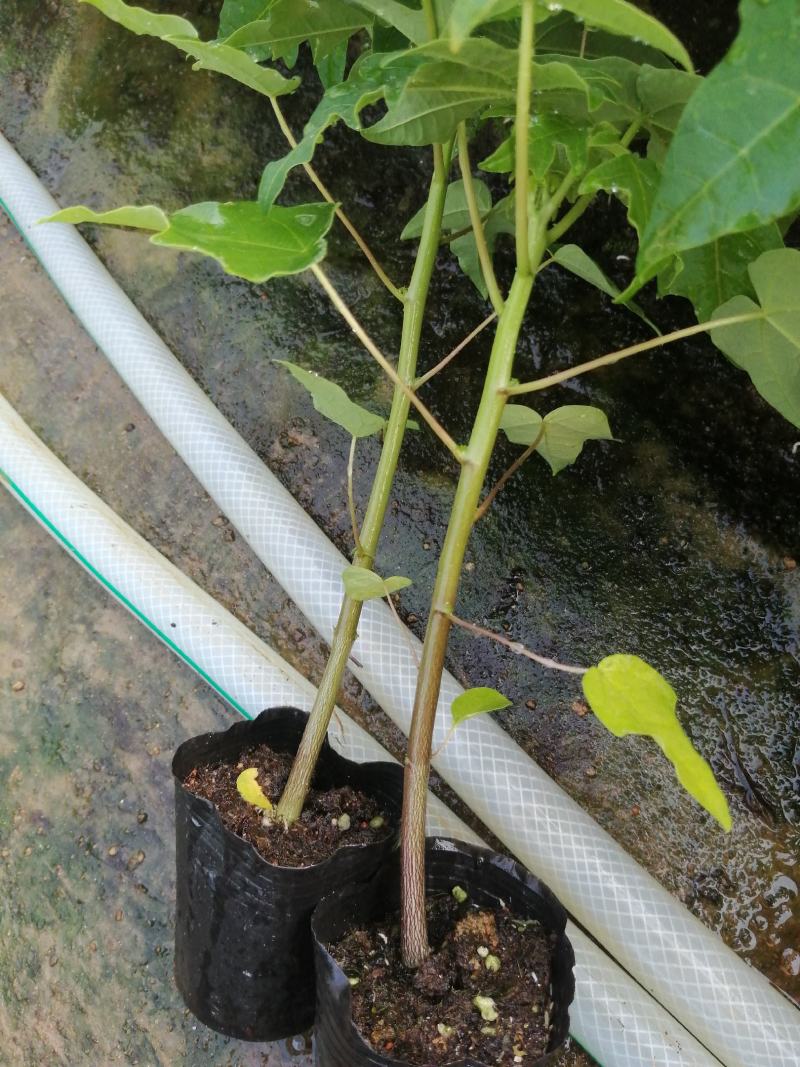 大青红肉水果木瓜树苗，基地直接发货