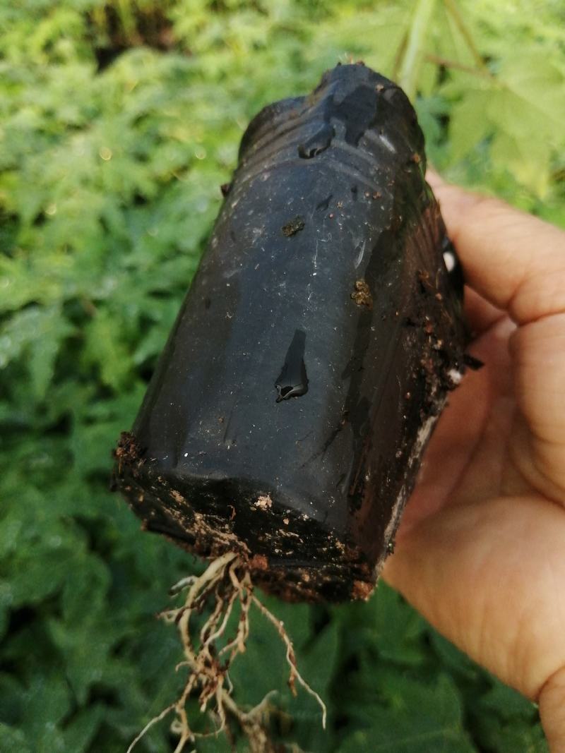 大青红肉水果木瓜树苗，基地直接发货