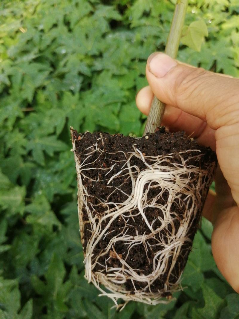 大青红肉水果木瓜树苗，基地直接发货