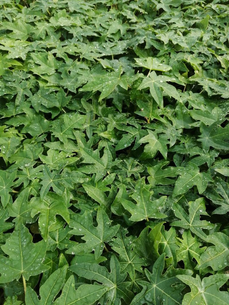 大青红肉水果木瓜树苗，基地直接发货