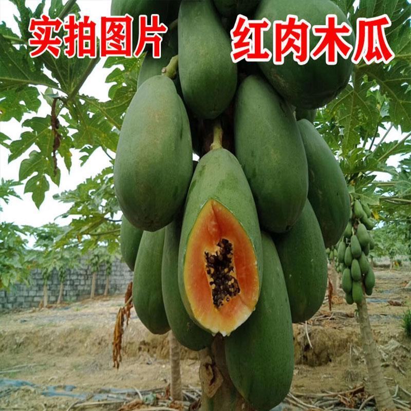 大青红肉水果木瓜树苗，基地直接发货