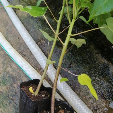 大青红肉水果木瓜树苗，基地直接发货