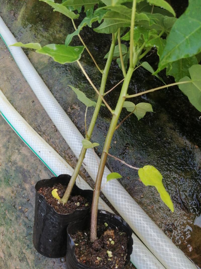 大青红肉水果木瓜树苗，基地直接发货