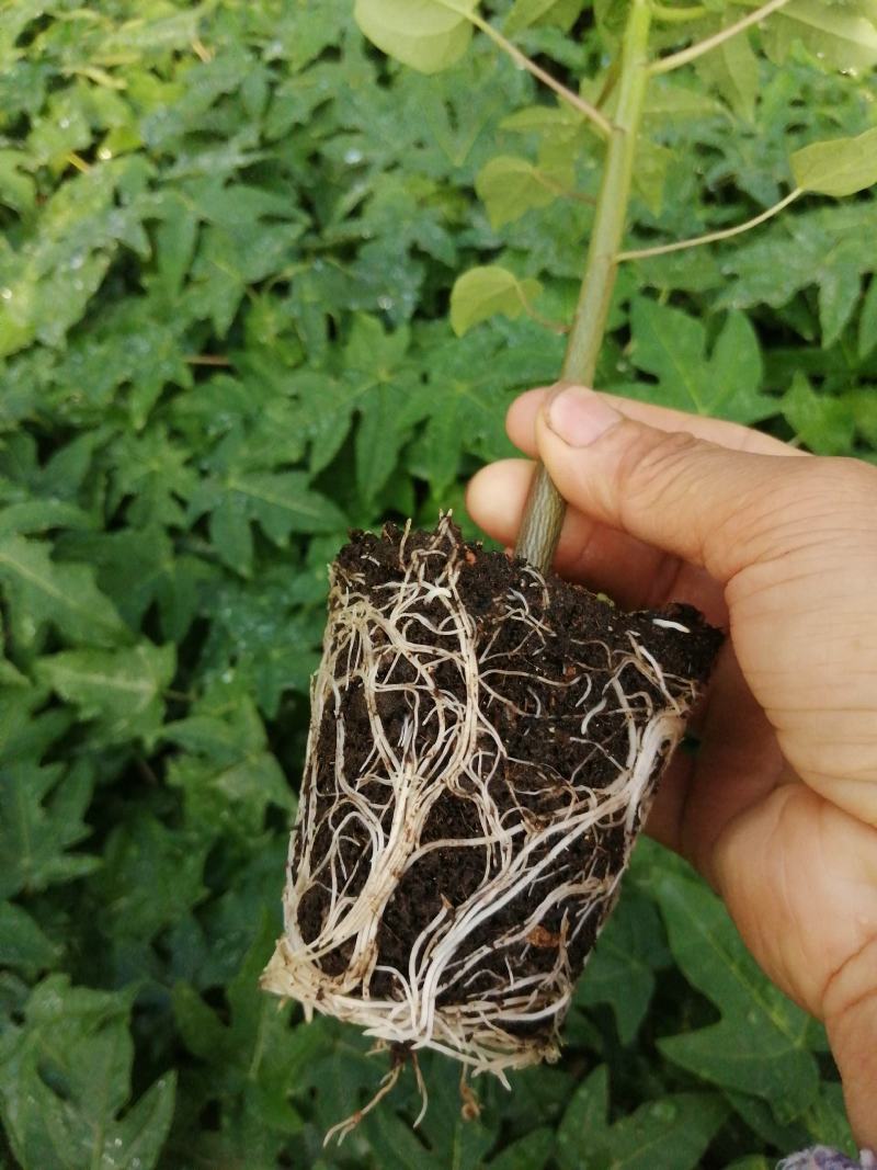 大青红肉水果木瓜树苗，基地直接发货