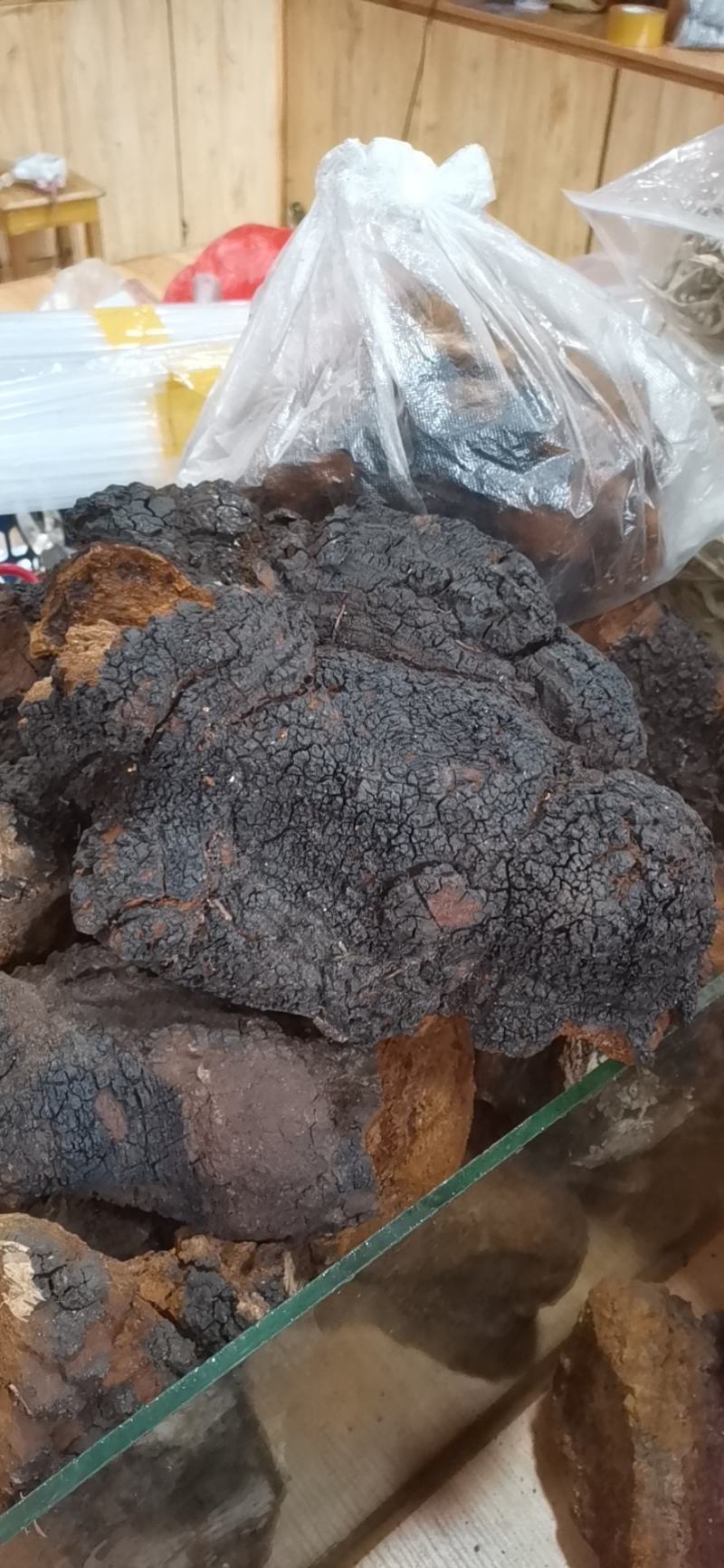 白桦茸桦树茸桦褐孔菌整块大量批发量大优先