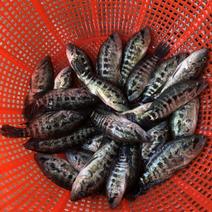 淡水石斑鱼苗抗病毒强活体发货优质鱼苗大量供应