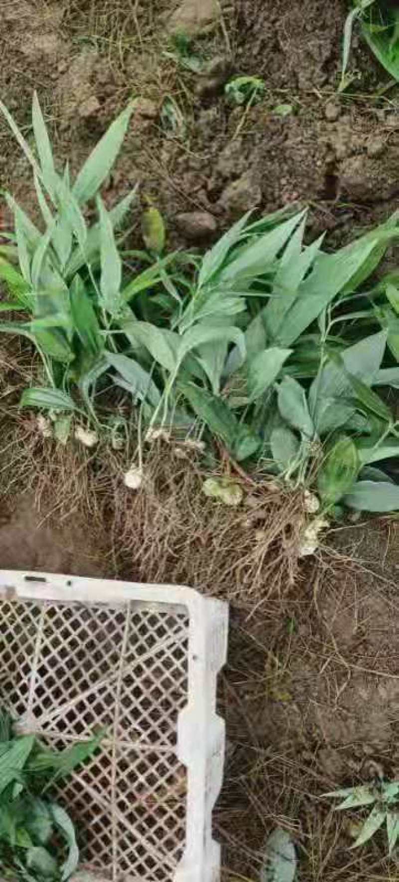 各种规格不到黄精苗子