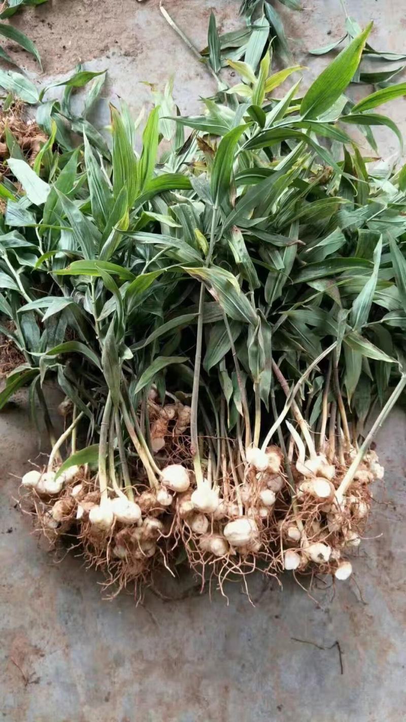 各种规格不到黄精苗子