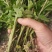各种规格金丝皇婺源贡菊北京菊