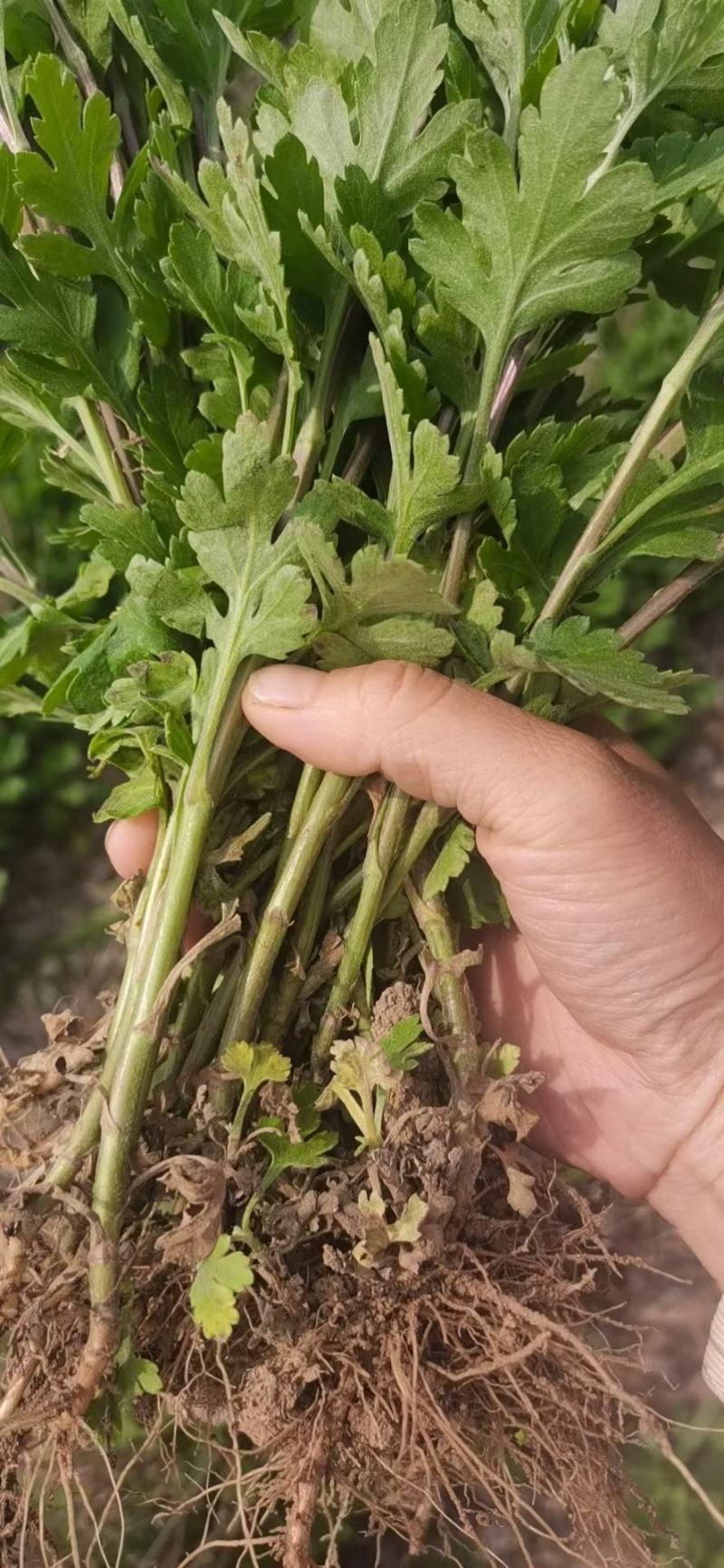 各种规格金丝皇婺源贡菊北京菊
