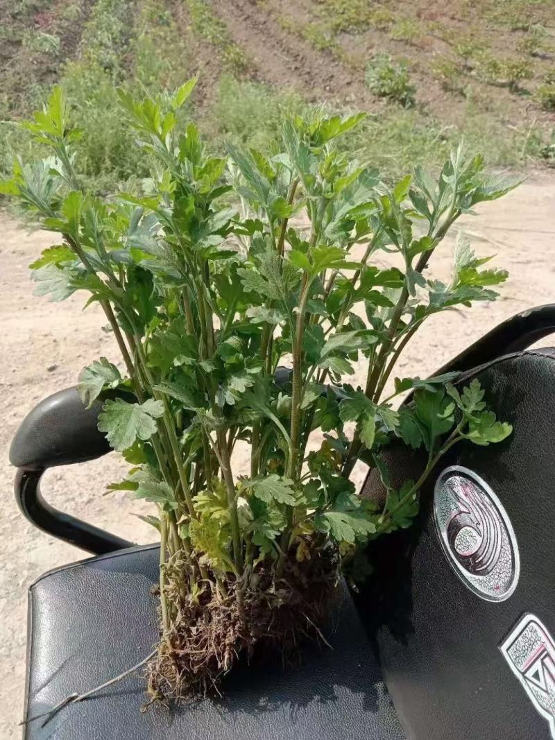 各种规格金丝皇婺源贡菊北京菊