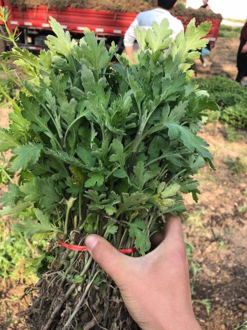 各种规格金丝皇婺源贡菊北京菊