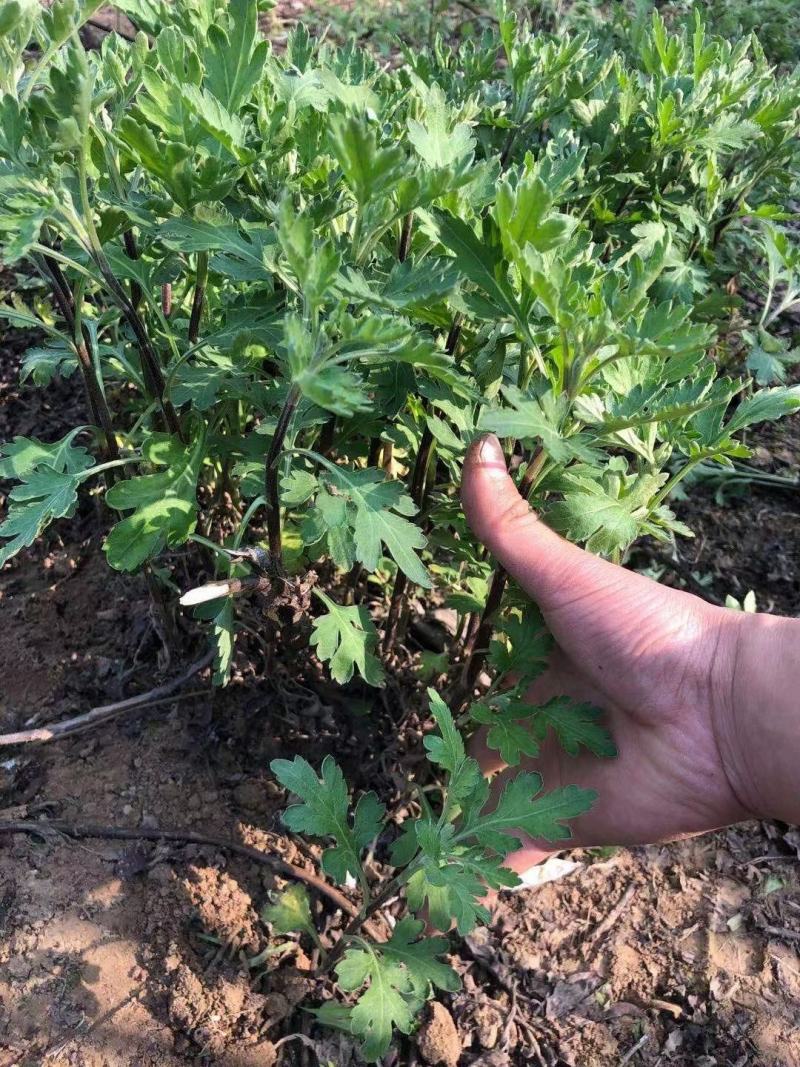 各种规格金丝皇婺源贡菊北京菊