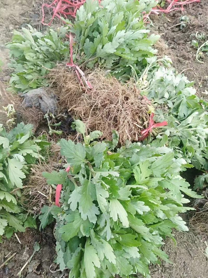 各种规格金丝皇婺源贡菊北京菊