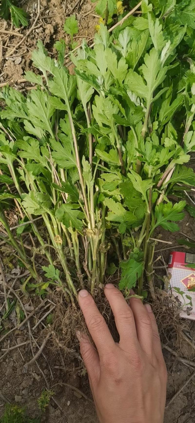 各种规格金丝皇婺源贡菊北京菊